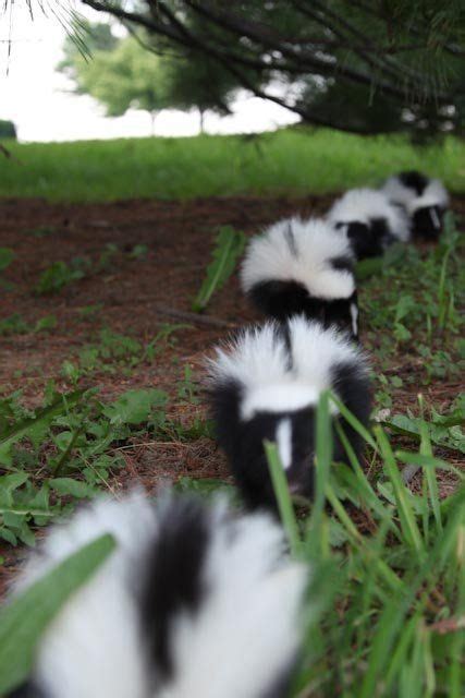 21 Best Baby Skunks images | Baby skunks, Animals beautiful, Cute baby animals