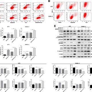 SB202190 Enhances ALS Induced Apoptosis And Autophagy In A375 And