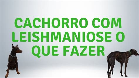 Cachorro Leishmaniose O Que Fazer YouTube