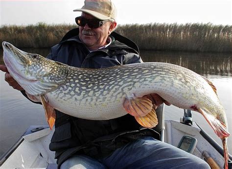 Big Fishes Of The World Northern Pike Page 3