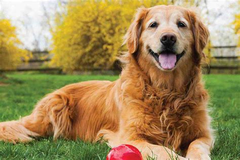 Senior Pets Quakers Hill Vet Hospital