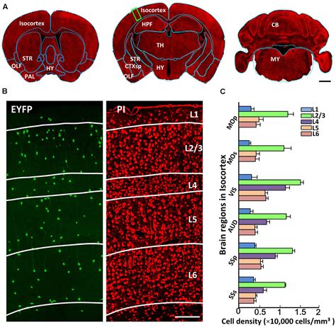 Frontiers A Quantitative Analysis Of The Distribution Of CRH Neurons