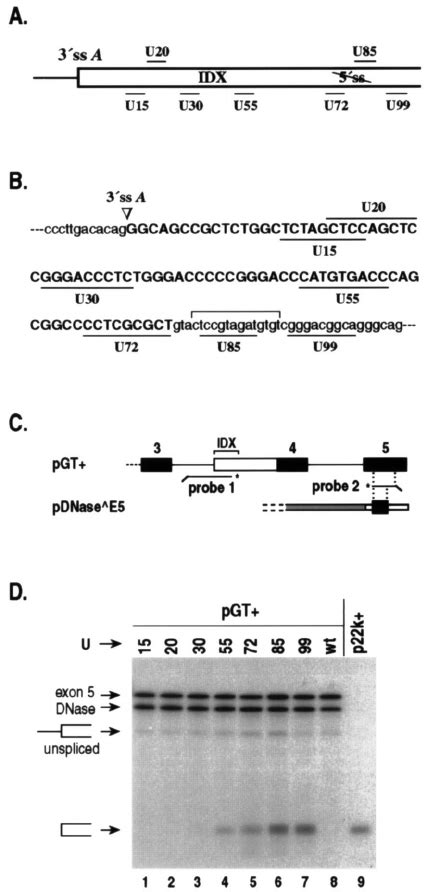 Activation of a 3 Ј SS by U1 snRNAs targeted to different positions