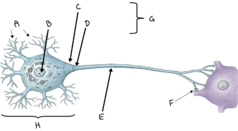 A P Exam Neurophys Flashcards Quizlet