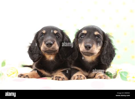 Miniature Dachshund Hi Res Stock Photography And Images Alamy