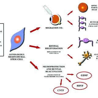 Schematic Diagram Showing Perspectives Of Mesenchymal Stem Cells For