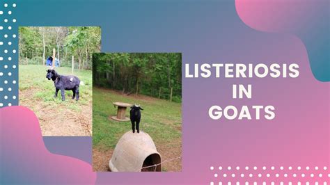 Listeriosis In Goats Putting Our Herd Sire To Rest Youtube