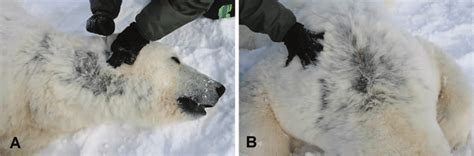 Appearance and distribution of alopecia in southern Beaufort Sea polar ...