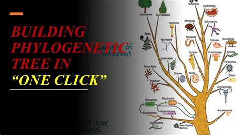 Phylogenetic Tree How To Construct Phylogenetic Tree In One Click