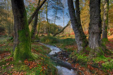 Expanding Protecting And Improving Our Woodlands South East Farmer