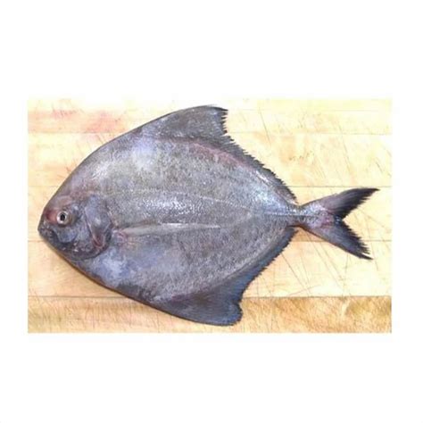 Pomfret Fish - Wholesale Price & Mandi Rate for Pomfret Fish