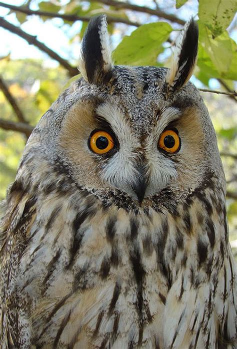 fareast russia birds - Ушастая сова Asio otus
