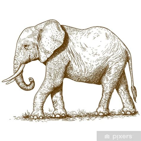 Fotomural Ilustraci N Vectorial De Elefante Grabado Pixers Es