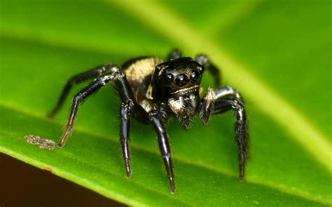 Jumping Spider Corythalia Sp Salticidae Andreas Kay Flickr