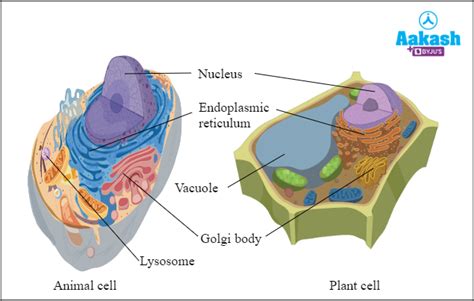 Vacuoles In Biology Definition Types And Importance Aesl