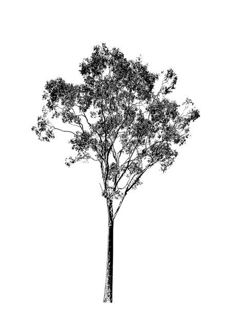 Eucalyptus Tree Sketch At Explore Collection Of