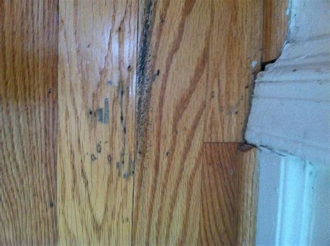 Termite Damage to Hardwood Flooring Archives - Slug-A-Bug Inc