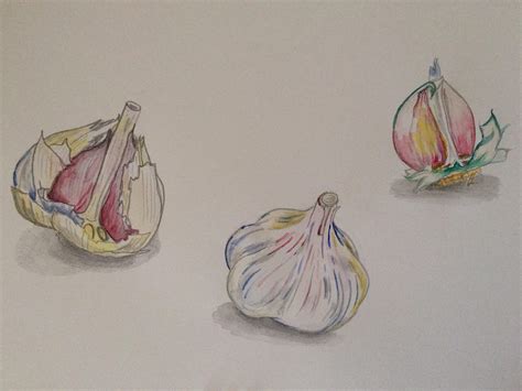 A small garlic study - windsor and newton watercolours : r/painting