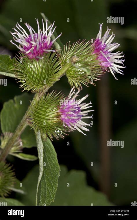 Greater Burdock Arctium Lappa Stock Photo Alamy