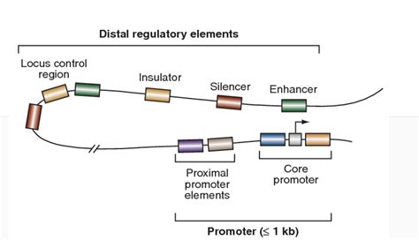 Solved Distal Regulatory Elements Locus Control Region Chegg