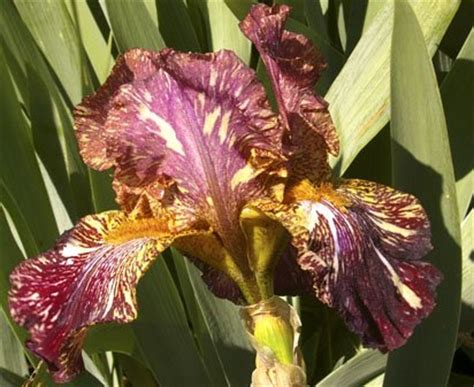 Bewilderbeast Tall Bearded Iris Nola S Iris Gardens