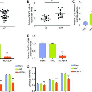 The Effects Of LncRNA CASC9 Knockdown On Cell Proliferation In CC