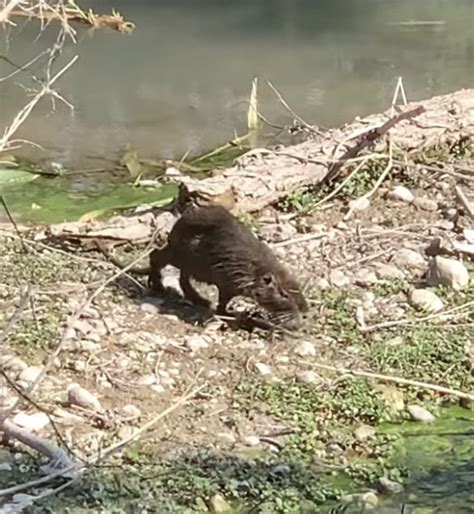 Coypu from Calle Hidalgo Villaldama Nuevo León MX on May 30 2022 at