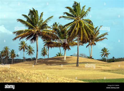 Palm Tree Clumps On Golf Course In Port Of Spain Capital Of Trinidad