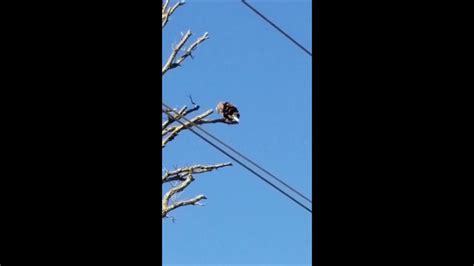 Bald Eagle In Owen County Youtube