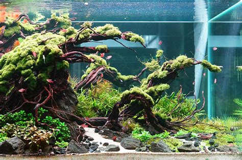 Planting Art Aquascape Artist Dave Chow On Underwater Creativity