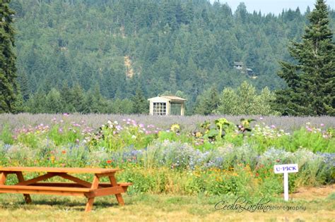 Visit The Beautiful Lavender Valley Farm In Oregon Oregon Road Trip