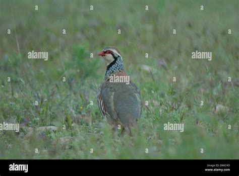 Red Legged Partridge Alectoris Rufa In The Camargue France Stock