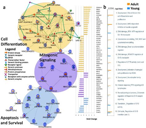 Dysregulated Gene Expression In Top Three Map Folders In Adult Autistic