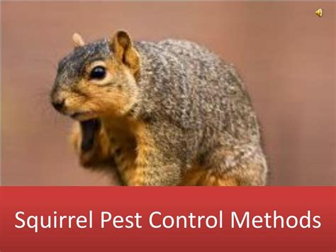Ppt Squirrel Pest Control Methods Powerpoint Presentation Free