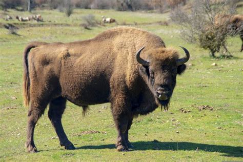 18 Animais Selvagens Na República Checa Vida Selvagem Na República