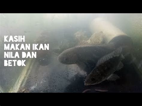 Kasih Makan Ikan Peliharaan Youtube