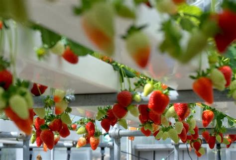 Tips On Building Your Own Hydroponic Strawberry System Hydroponics