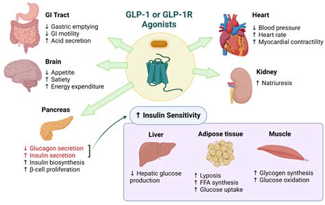 糖尿病模式动物研究明星靶点胰高血糖素样肽1受体 GLP 1R