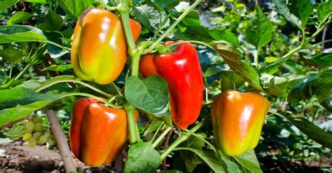 Bell Pepper How To Plant Grow Care For Giy Plants