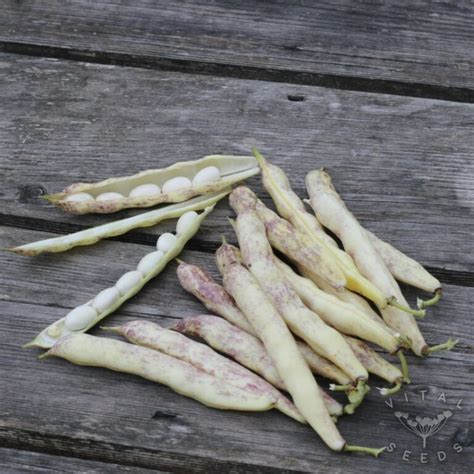 Dwarf French Bean Seeds Vital Seeds Exciting Organic Varieties For Uk