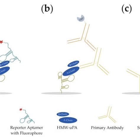 Schematic Illustration Of The Three Different Sandwich Assay Formats