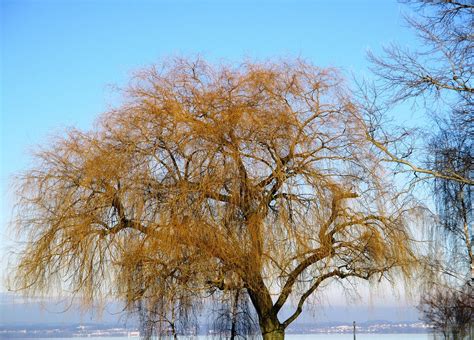 200 Free Weeping Willow And Nature Photos Pixabay