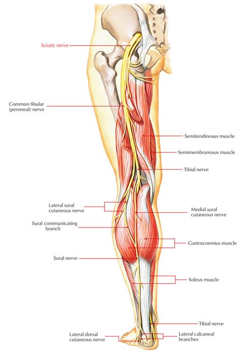 Sciatic Nerve Earths Lab