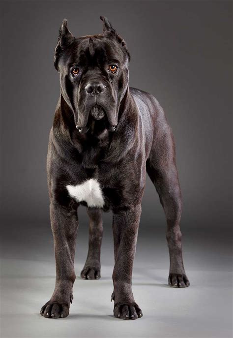 Cane Corso Dog Breed Everything About Cane Corsos