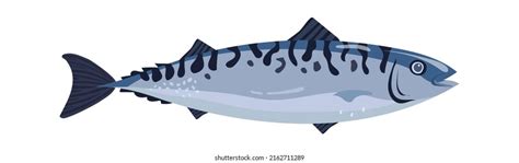 Illustration Fish Mackerel Seafood Stock Vector Royalty Free