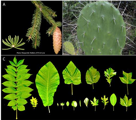 La Vie Fixée Des Plantes Et Ses Contraintes Encyclopédie De L Environnement