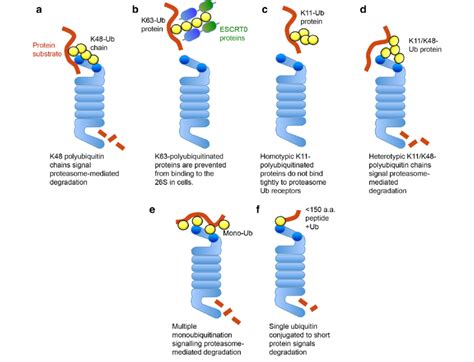 Recognition Of Different Ubiquitin Linkages By The 26s Proteasome