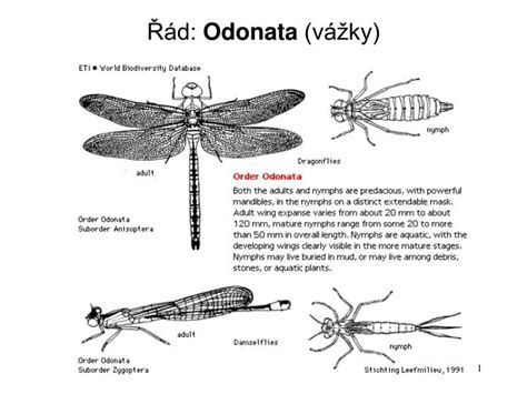 Ppt Řád Odonata Vážky Powerpoint Presentation Free Download Id