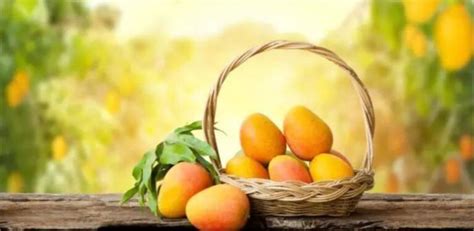 Come Piantare E Coltivare Un Mango Consigli