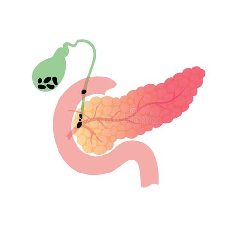 Pancréas Et La Vésicule Biliaire Illustration de Vecteur Illustration